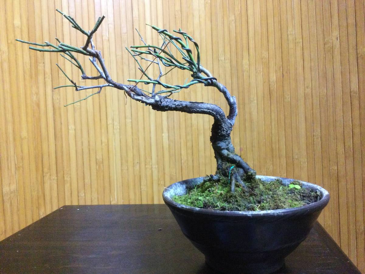 森*翔様 野梅 盆栽（希少形）古木 森*翔様 野梅