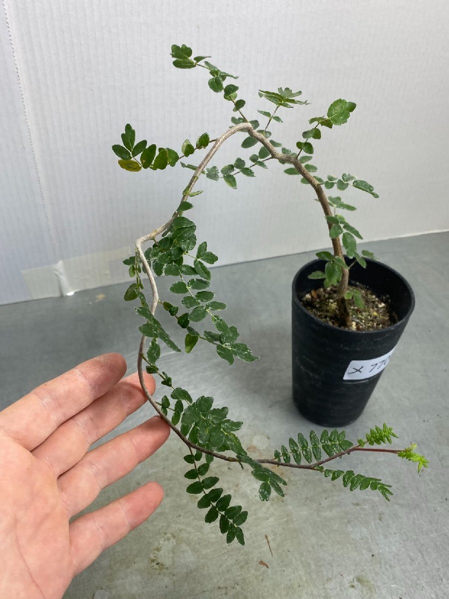 メ7706 「実生」コミフォラ モンストローサ【塊根植物・種から発芽