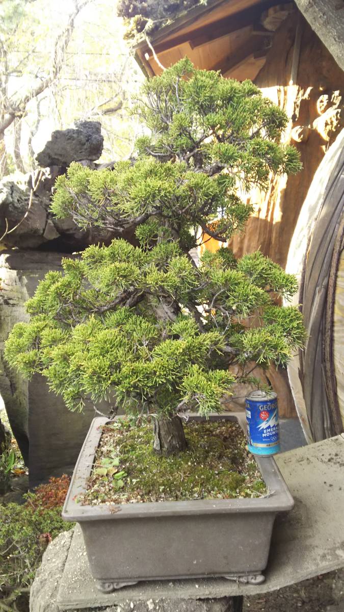 糸魚川 真柏 盆栽素材。@浅間ジオ資源 真柏 シンパク（糸魚川） 素材
