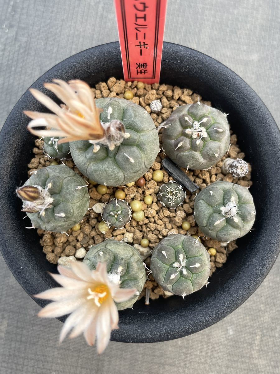 サボテン 多肉植物 （2#） ツルビニカルプス・ハウエルニギー 実生 1鉢