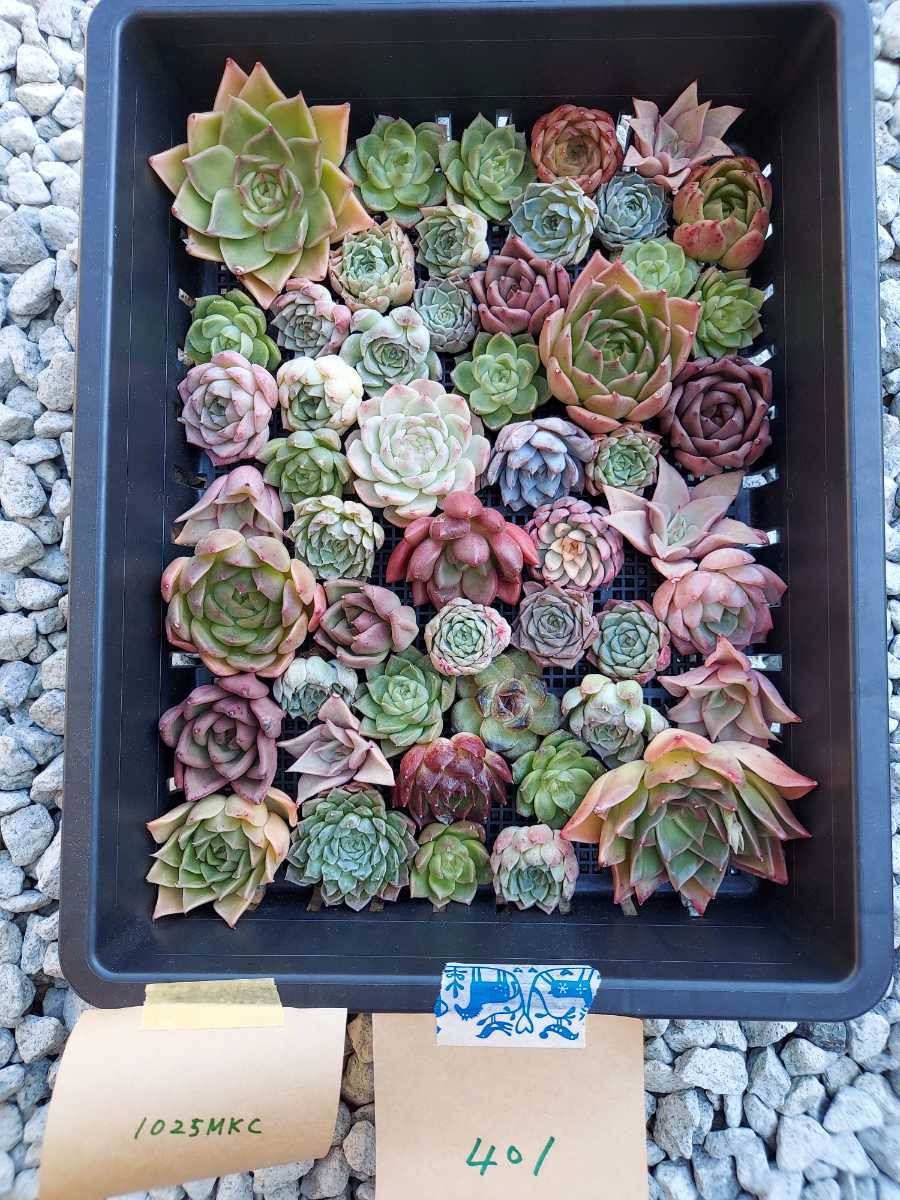 多肉植物 韓国苗 Echeveria 1025_MKCMIX-401 多肉植物 寄せ植えに♪(お