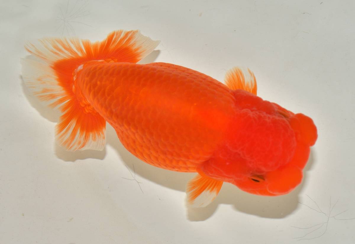 らんちゅう 三歳 優良系統 14〜15cm 【公式通販】