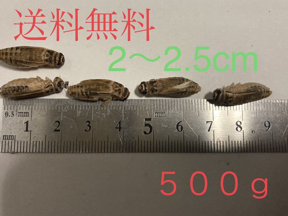 冷凍コオロギ | 500匹 月夜野ファームの通販 清潔コオロギ 2kg クロ 