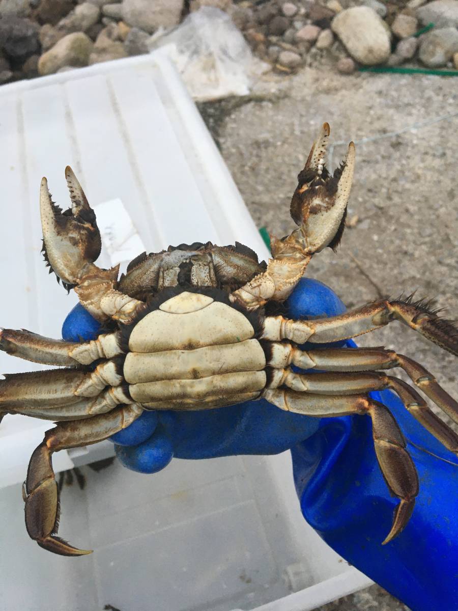 モクズガニ　メス125ｇ前後　1.5kｇ　オス150ｇ前後　1.5ｋｇ　計3ｋｇ（検　上海ガニ、ツガニ　