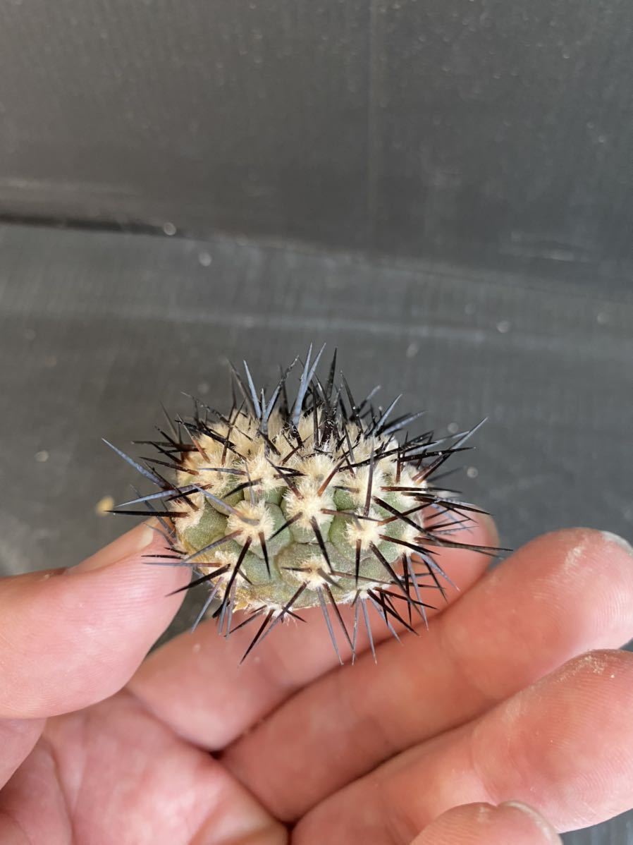 コピアポア シネレア 黒王丸 カキコ ② サボテン 多肉植物 花、園芸