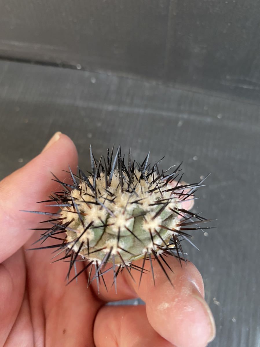コピアポア シネレア 黒王丸 カキコ ② サボテン 多肉植物 シネレア 黒