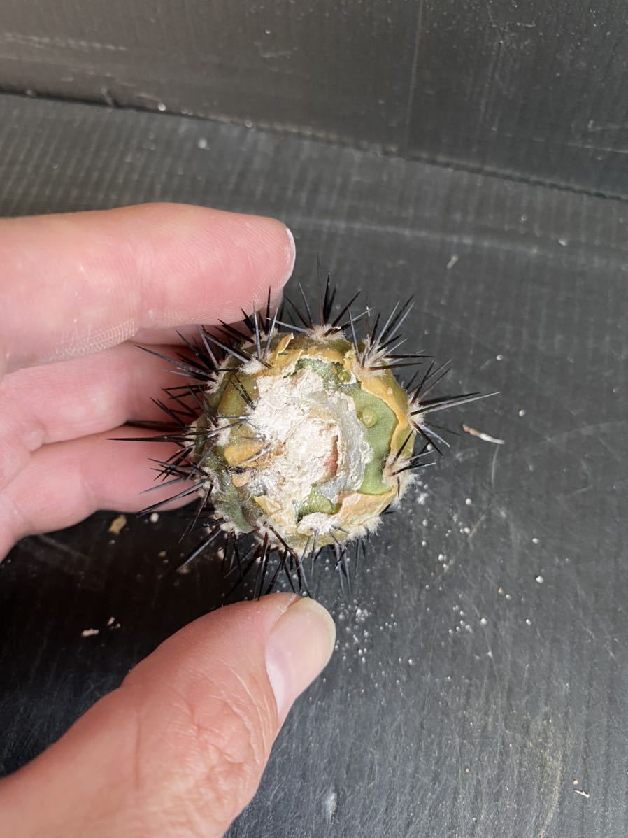 コピアポア シネレア 黒王丸 カキコ ② サボテン 多肉植物 花、園芸