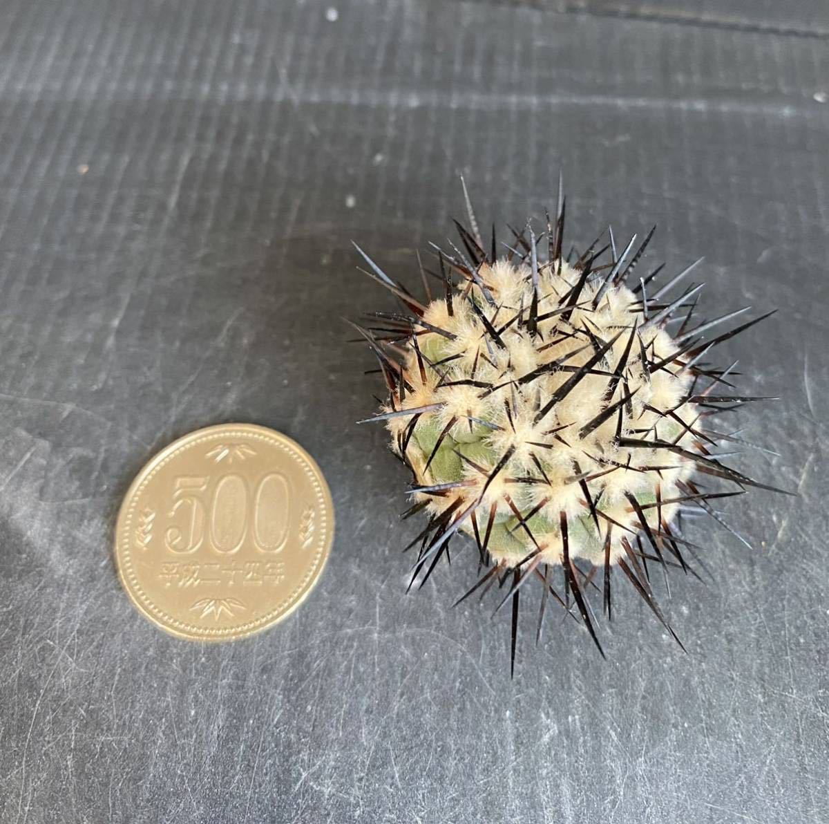コピアポア シネレア 黒王丸 カキコ ② サボテン 多肉植物 花、園芸
