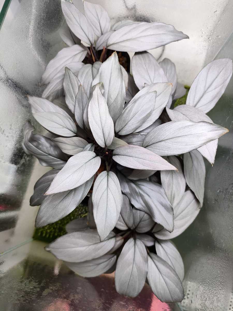 Homalomena sp. Sapphire Velvet KN便 ホマロメナ 【公式通販】
