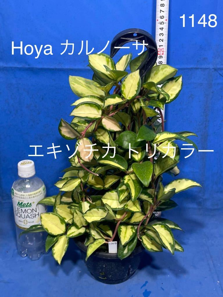 1148 ホヤ Hoya カルノーサ エキゾチカ トリカラー吊り鉢仕立て の入札