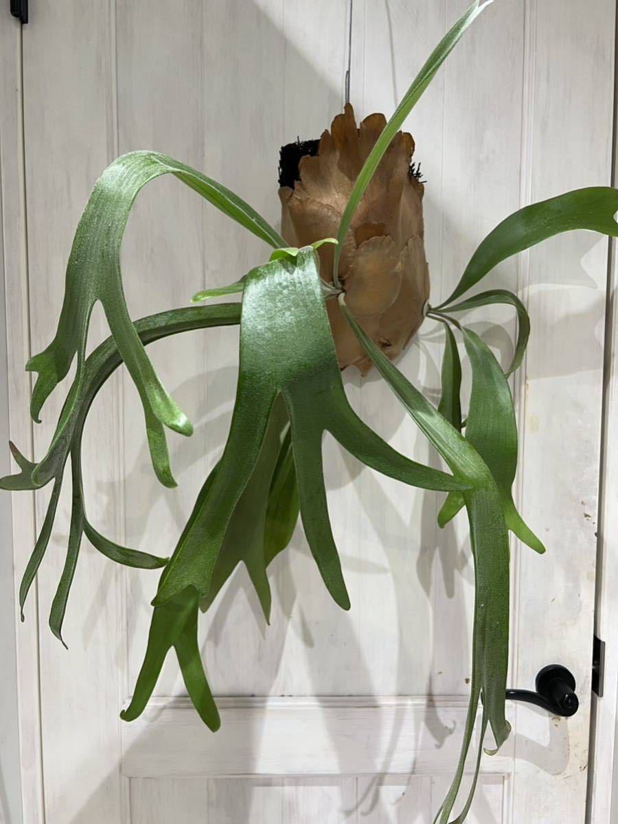 patra garden #1 ビカクシダ コウモリラン patra garden #1 ビカクシダ