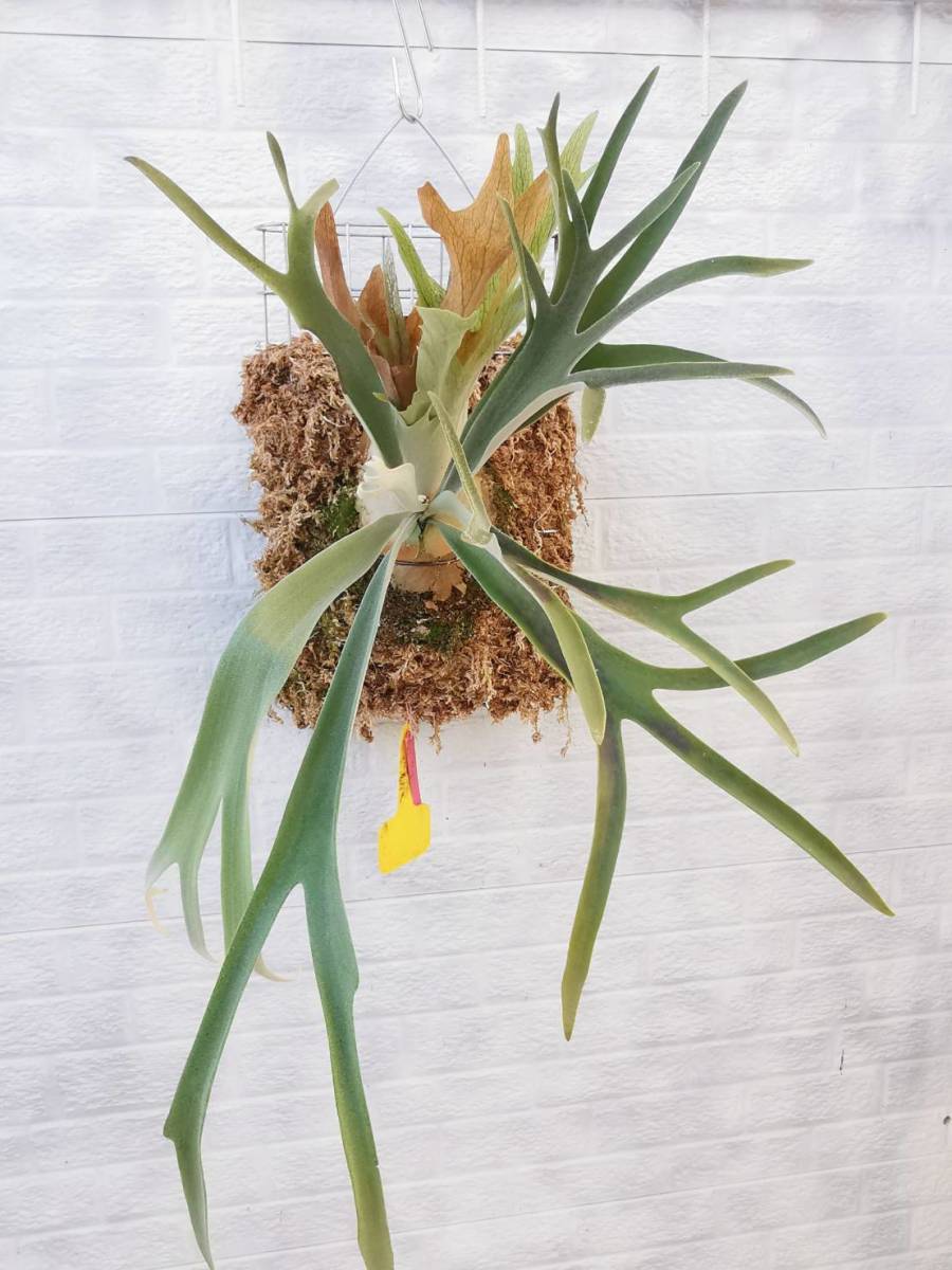 P.Wolverine(P.veitchii Auburn river × P.willinckii)③ @bikamori