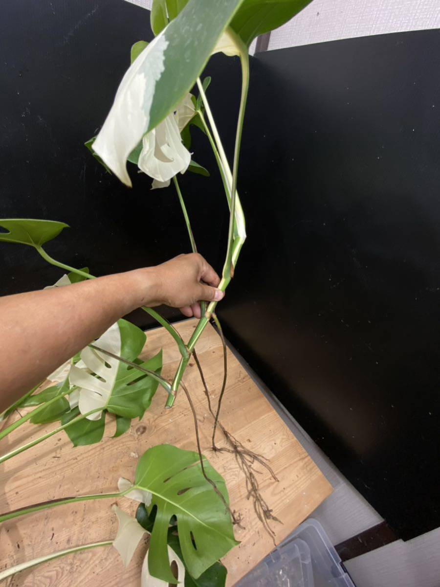 超希少 モンステラ ボルシギアナ ハーフムーン Monstera 超希少 モンステラ ボルシギアナ ハーフムーン Monstera