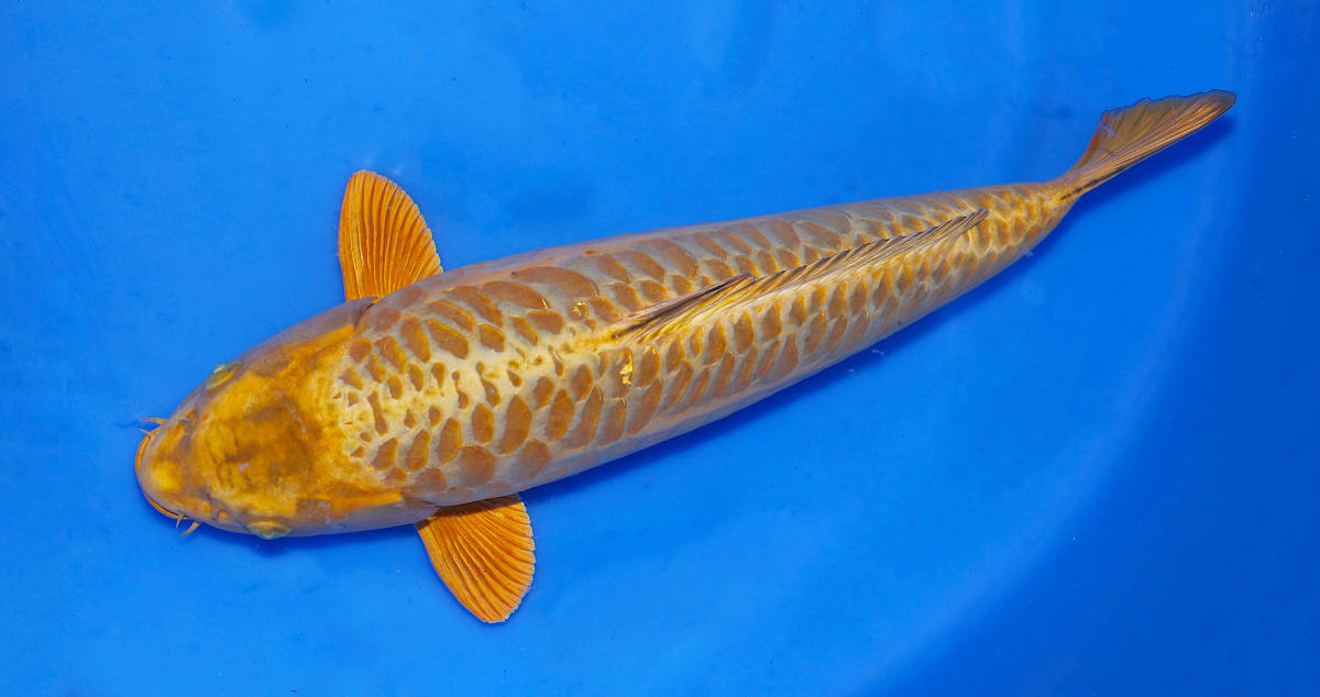 鯉牧場】NO.14 ~ブランド錦鯉大放出！！~ 大山養魚場作出 ドイツ鎧黄金
