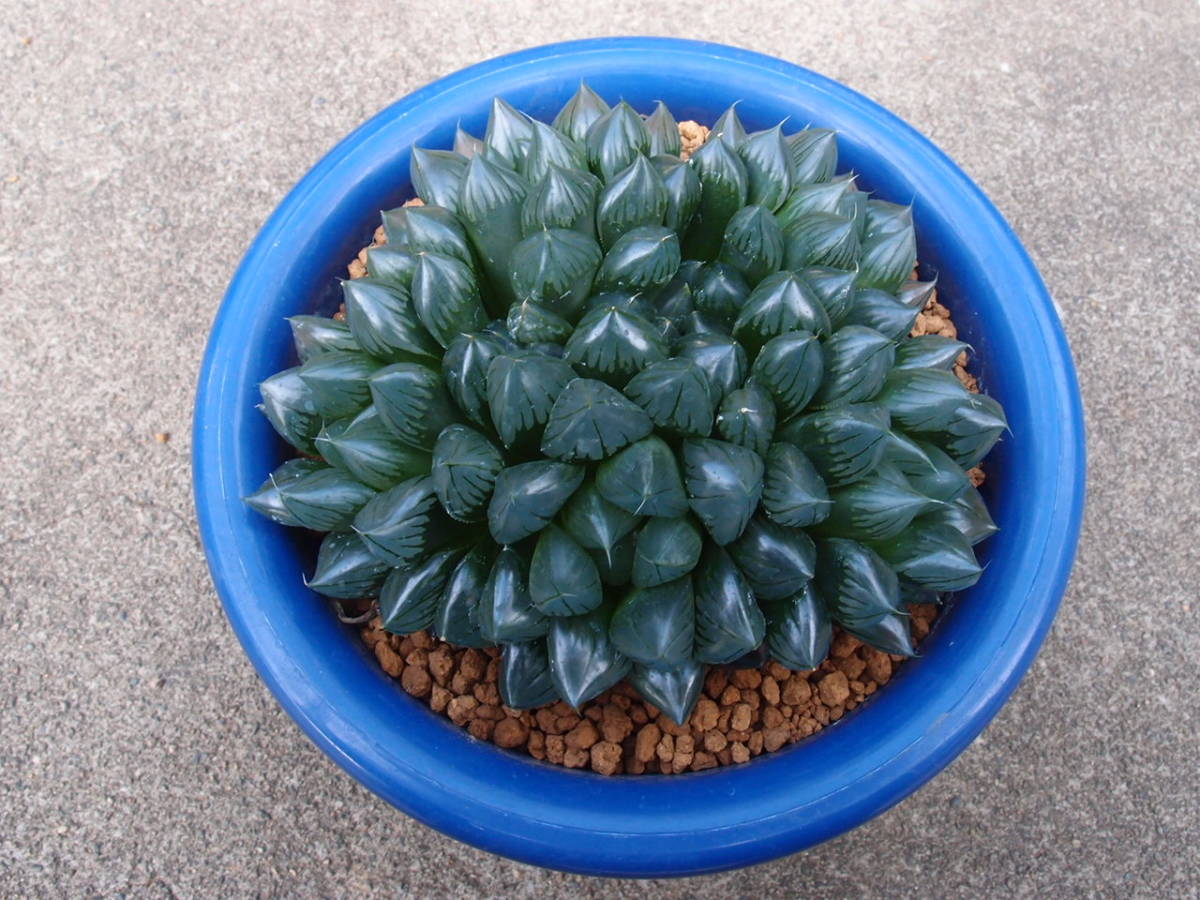 ♪♪ハオルチア オブツーサ 水晶 5頭立群生株 多肉植物♪♪