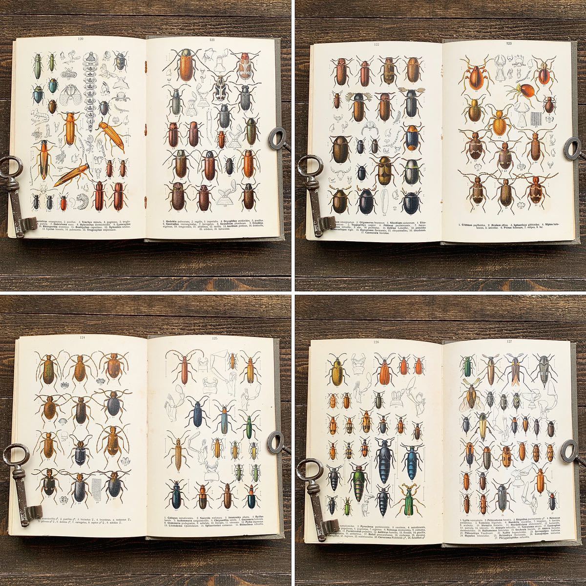 [1911年]ドイツの古い昆虫図鑑03(リトグラフ)/アンティーク ヴィンテージ ヨーロッパ 昆虫の絵 虫の絵 虫図鑑 紙物 雰囲気◎/