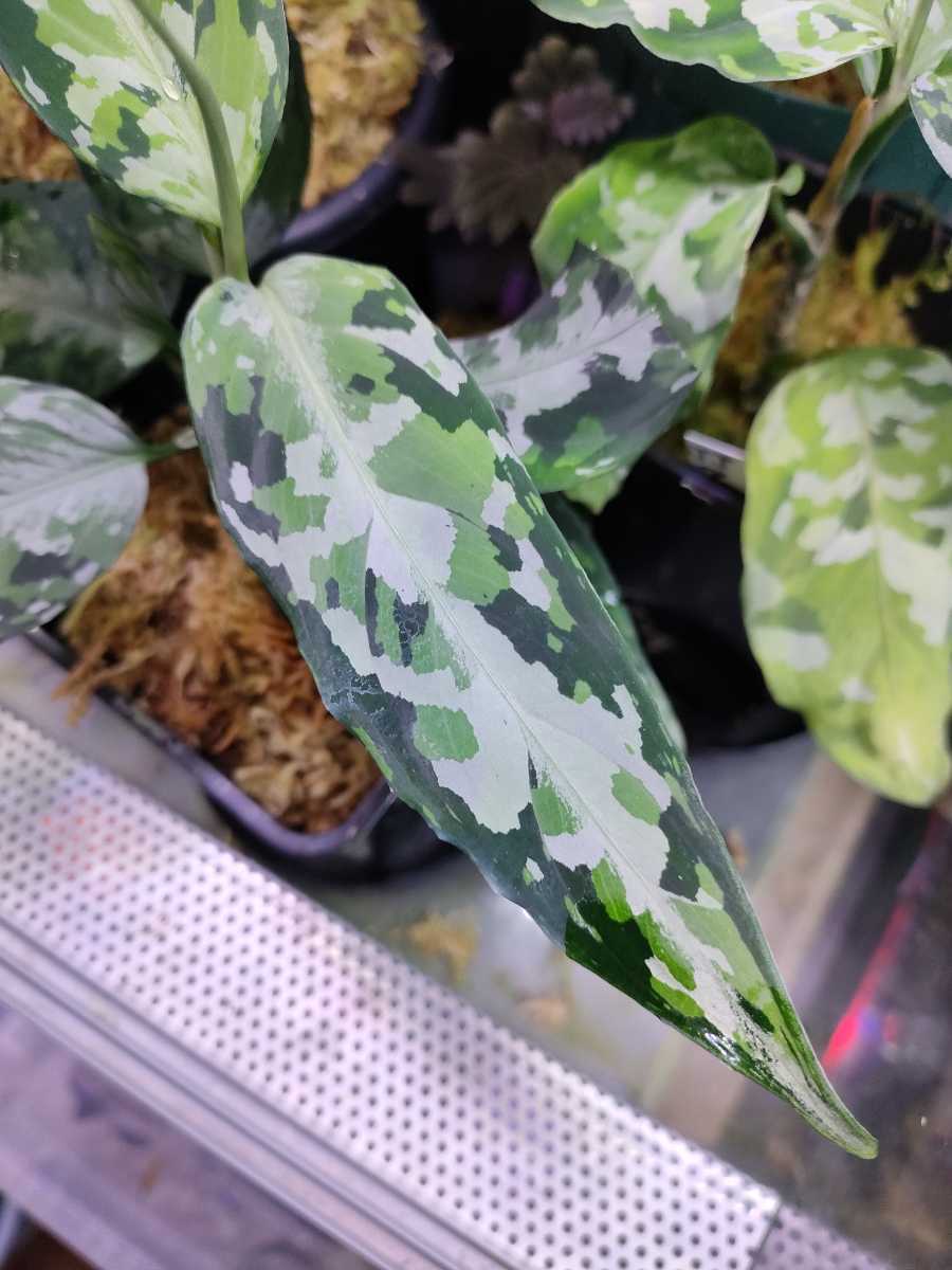 LA0216-03i】LA便 アグラオネマ ピクタム トリカラー Aglaonema pictum