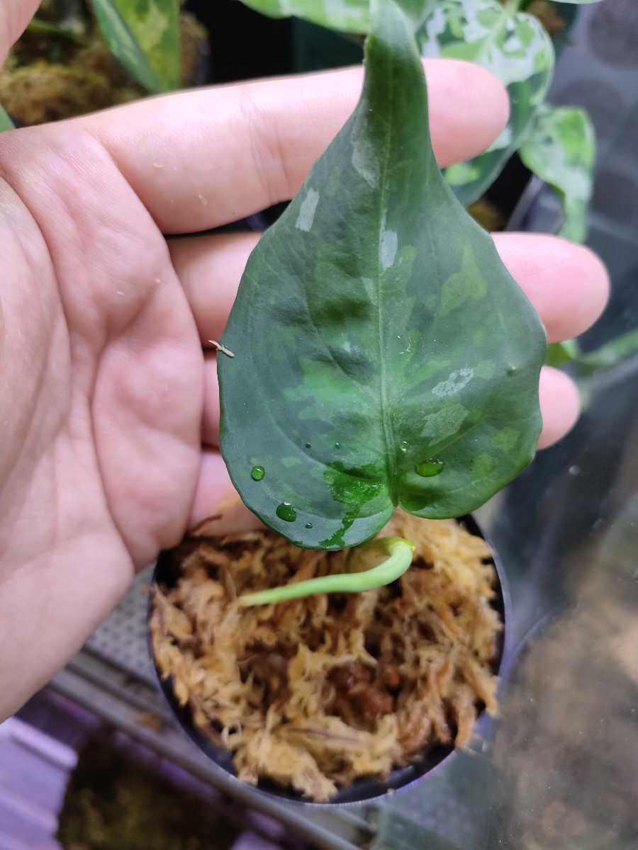LA0216-03i】LA便 アグラオネマ ピクタム トリカラー Aglaonema pictum