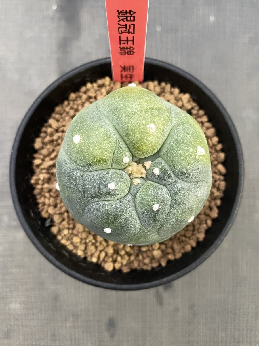 サボテン 銀冠玉 錦 B 花、園芸 観葉植物 【公式通販】