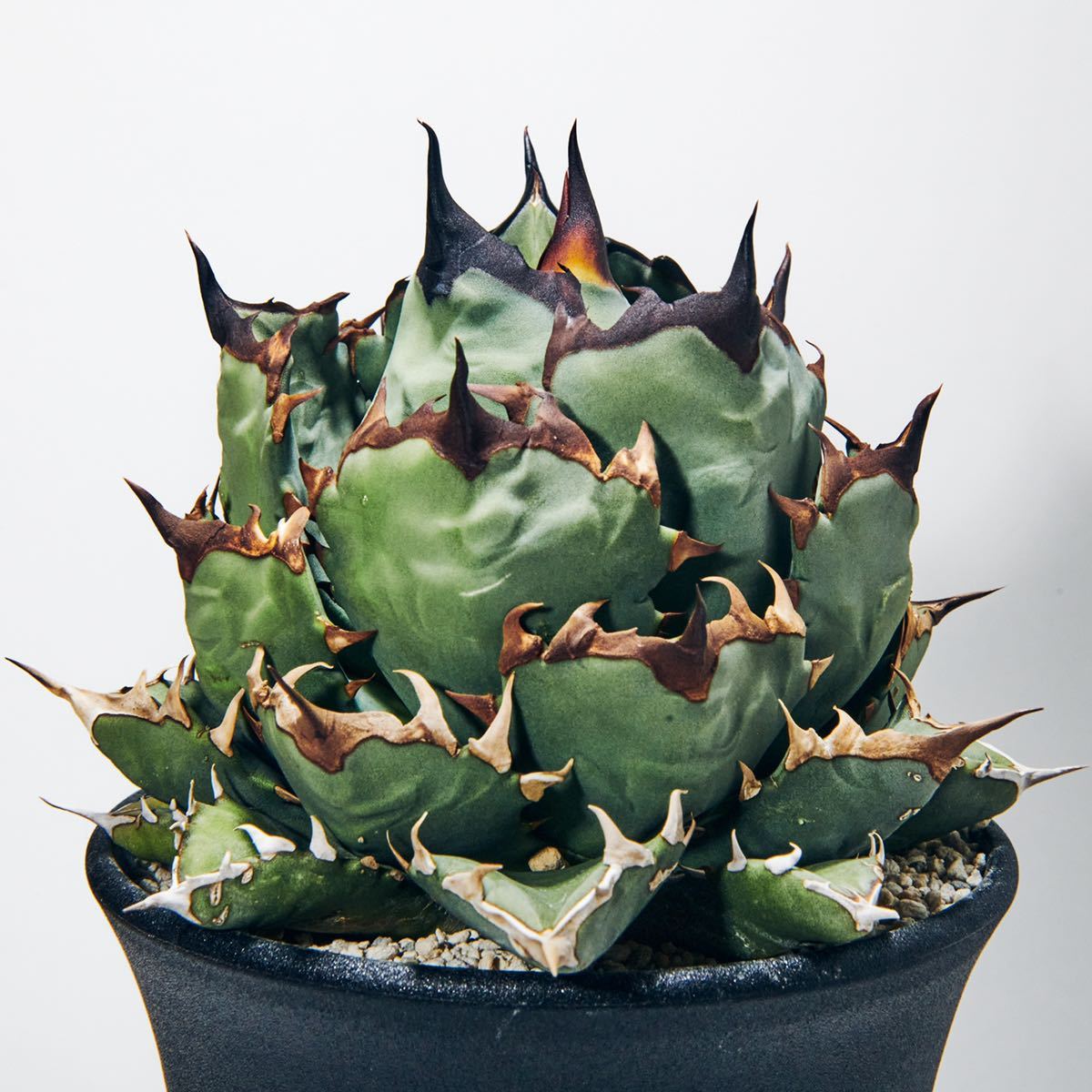 パリー 吉祥天 大株 アガベ 直径30cm ホーチエンシス トランカータ