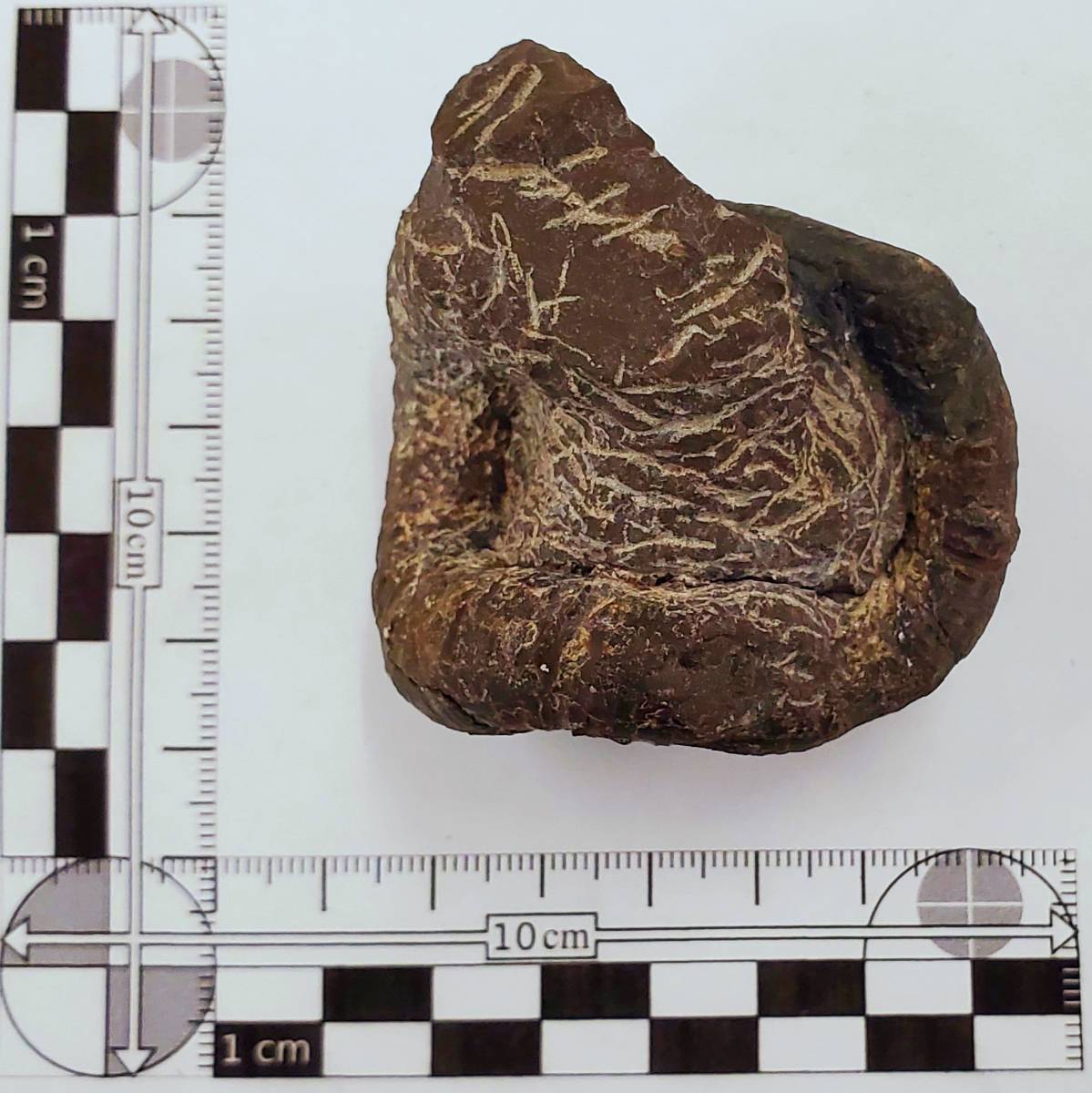 稀産 ニッポニテス Nipponites 芦別産 アンモナイト 異常巻 異常巻き
