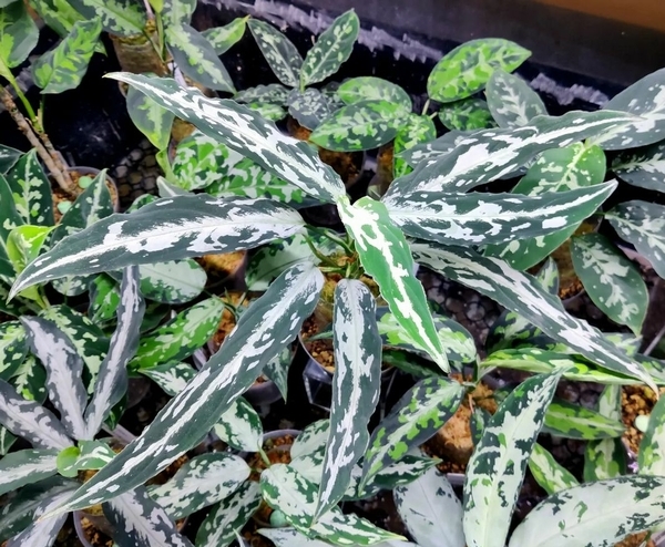 観葉植物 Aglaonema pictum ”白蛇系” 【LA】 アグラオネマ ピクタム LA便