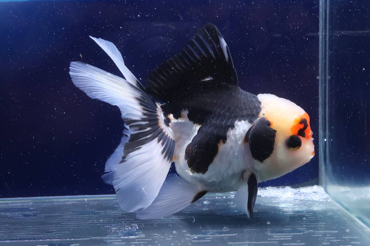 2025，お買い得 89＜water-flap＞タイ産 オランダシシガシラ トリカラー パンダ ローズテール(その他)｜売買されたオークション情報、yahooの商品情報をアーカイブ公開 - オークファン その他