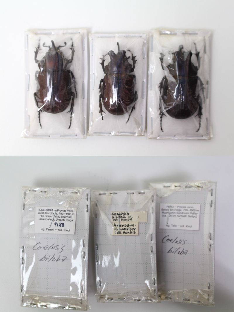 海外クワガタ標本セットシーラ箱入り