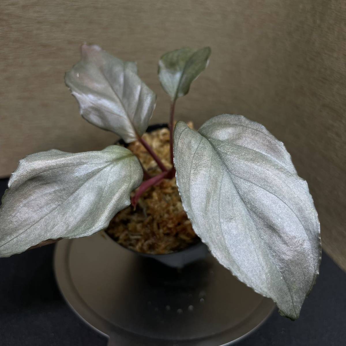 Homalomena sp. Kurogane SRP from Pulau Lingga 【HW1017-XX