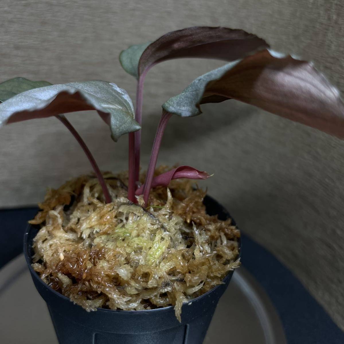 Homalomena sp. Kurogane SRP from Pulau Lingga 【HW1017-XX