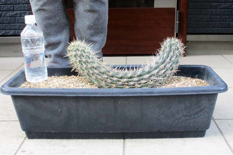 現品サボテン・入鹿 【現品】サボテン・入鹿 いるか（ステノケレウス