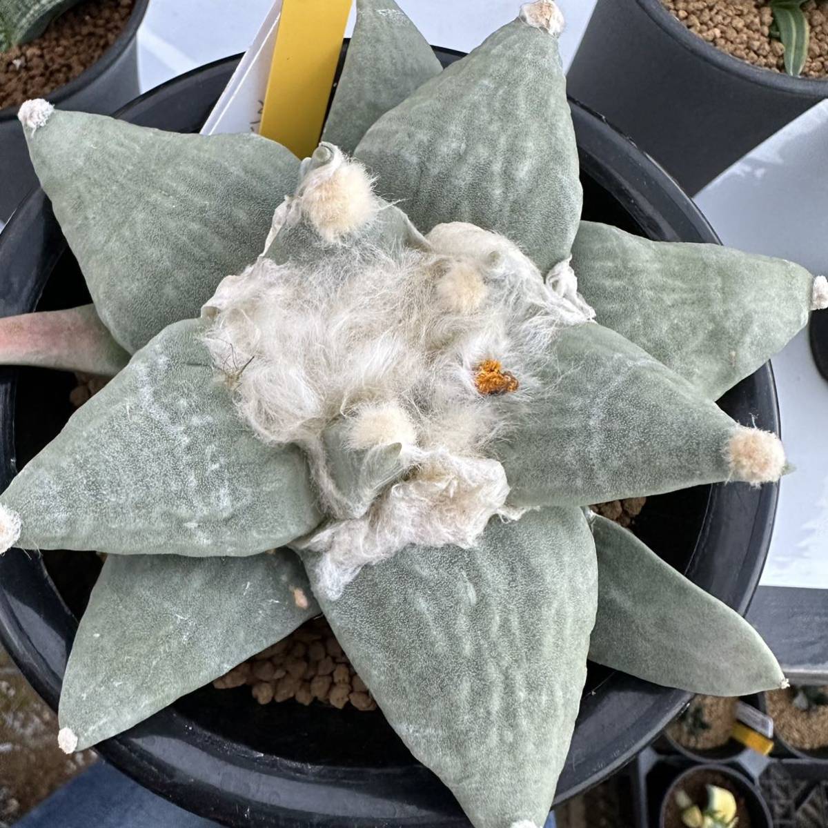 ☆奈研☆サボテン・多肉植物☆843☆花牡丹 実生 Ariocarpus