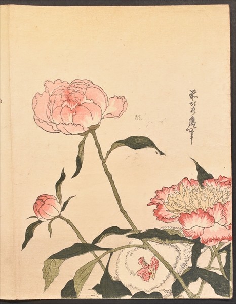 希少！大野麦風 木版画「蜂に芍薬の図」 前北斎為一花鳥画⑫ 1枚 芍薬 葛飾北斎 彩色木版画 浮世絵
