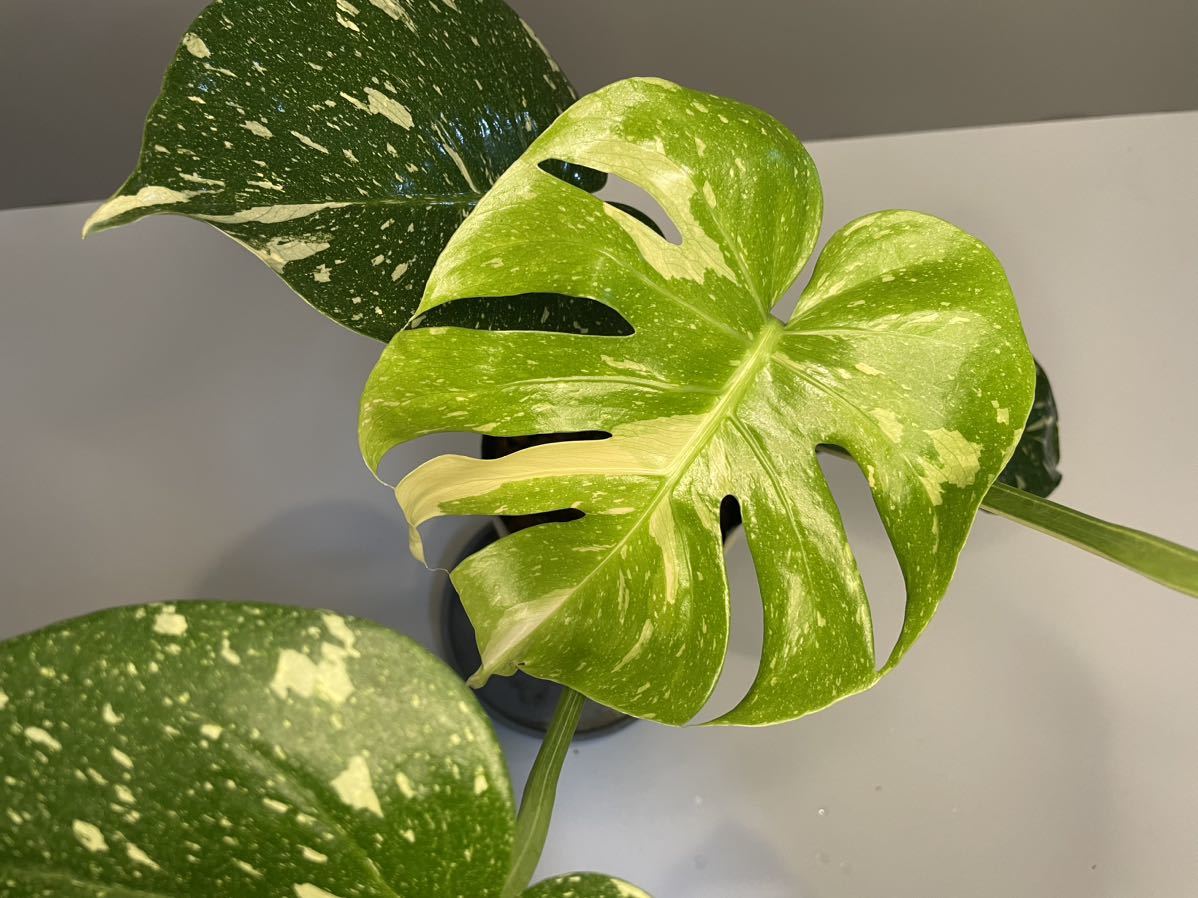 MONSTERA Thai Constellation Variegata モンステラ デリシオーサ タイ 