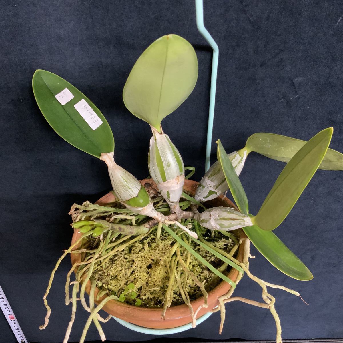 ☆洋蘭原種☆カトレアC.gaskelliana semialba 'Hanza' (OG)原産地由来
