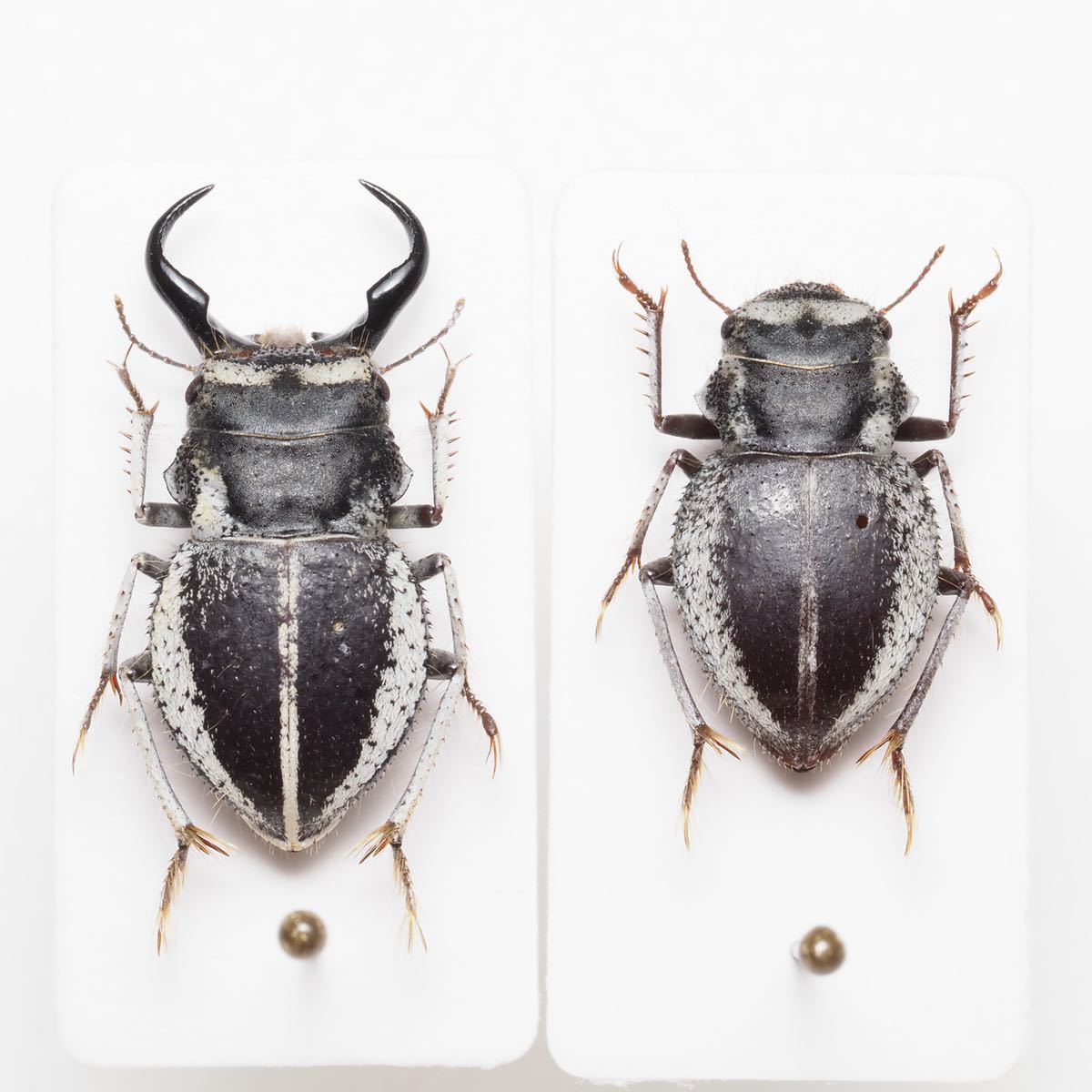 アフリカの砂漠の大珍品 クワガタモドキゴミムシダマシ Calognathus