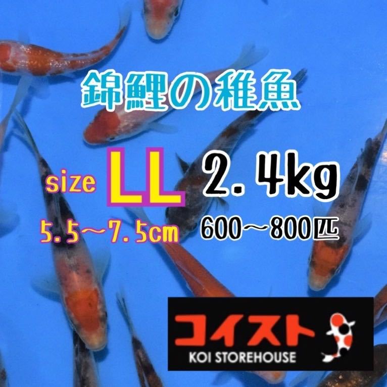 錦鯉 稚魚の値段と価格推移は 99件の売買情報を集計した錦鯉 稚魚の価格や価値の推移データを公開
