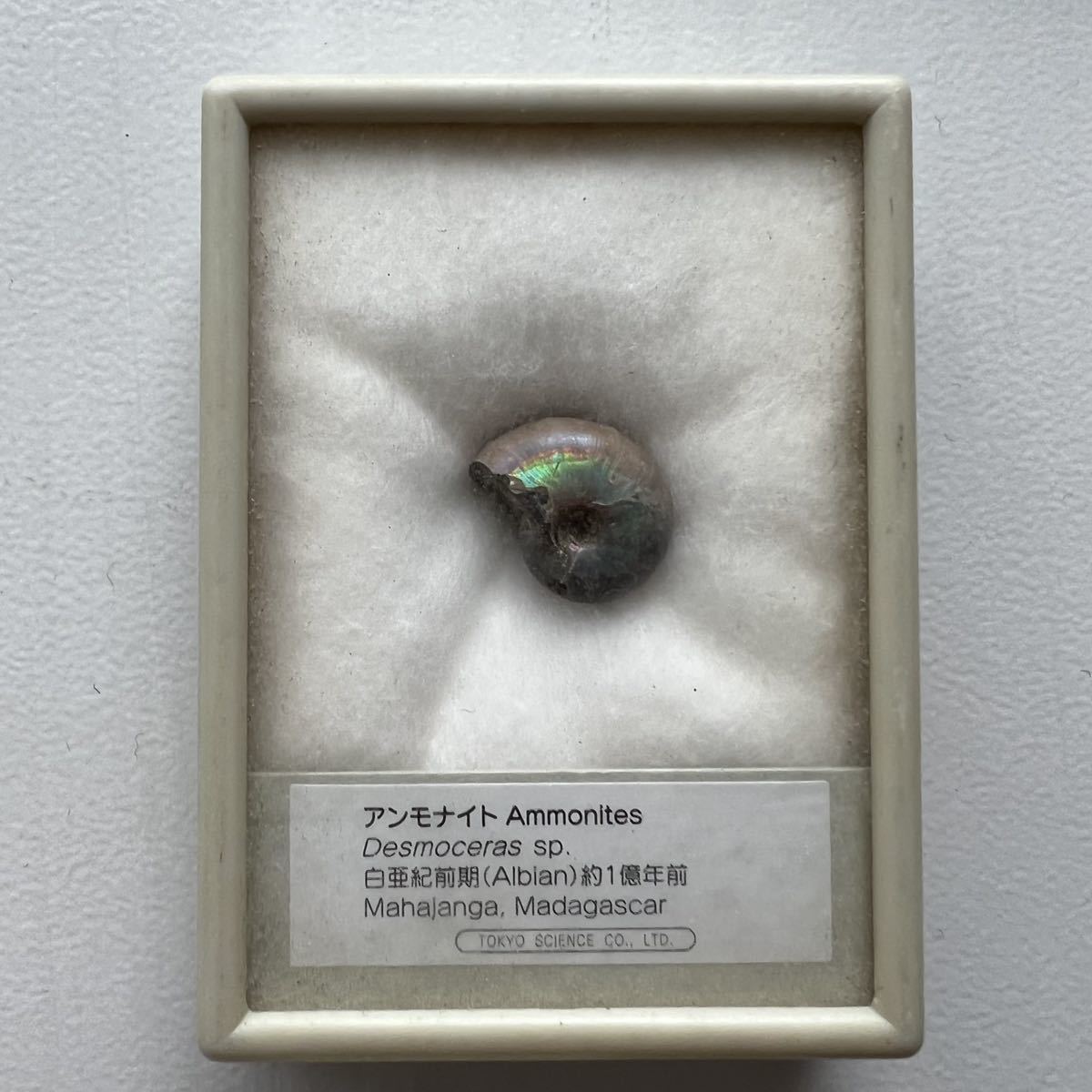 化石 ウミサソリ 巨大！これは凄い！鋭いトゲ！躍動感！美品 博物館級