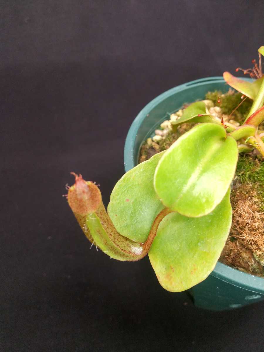 Nepenthes Nepenthes aff. nebularum clone 4 south-eastern Mindanao