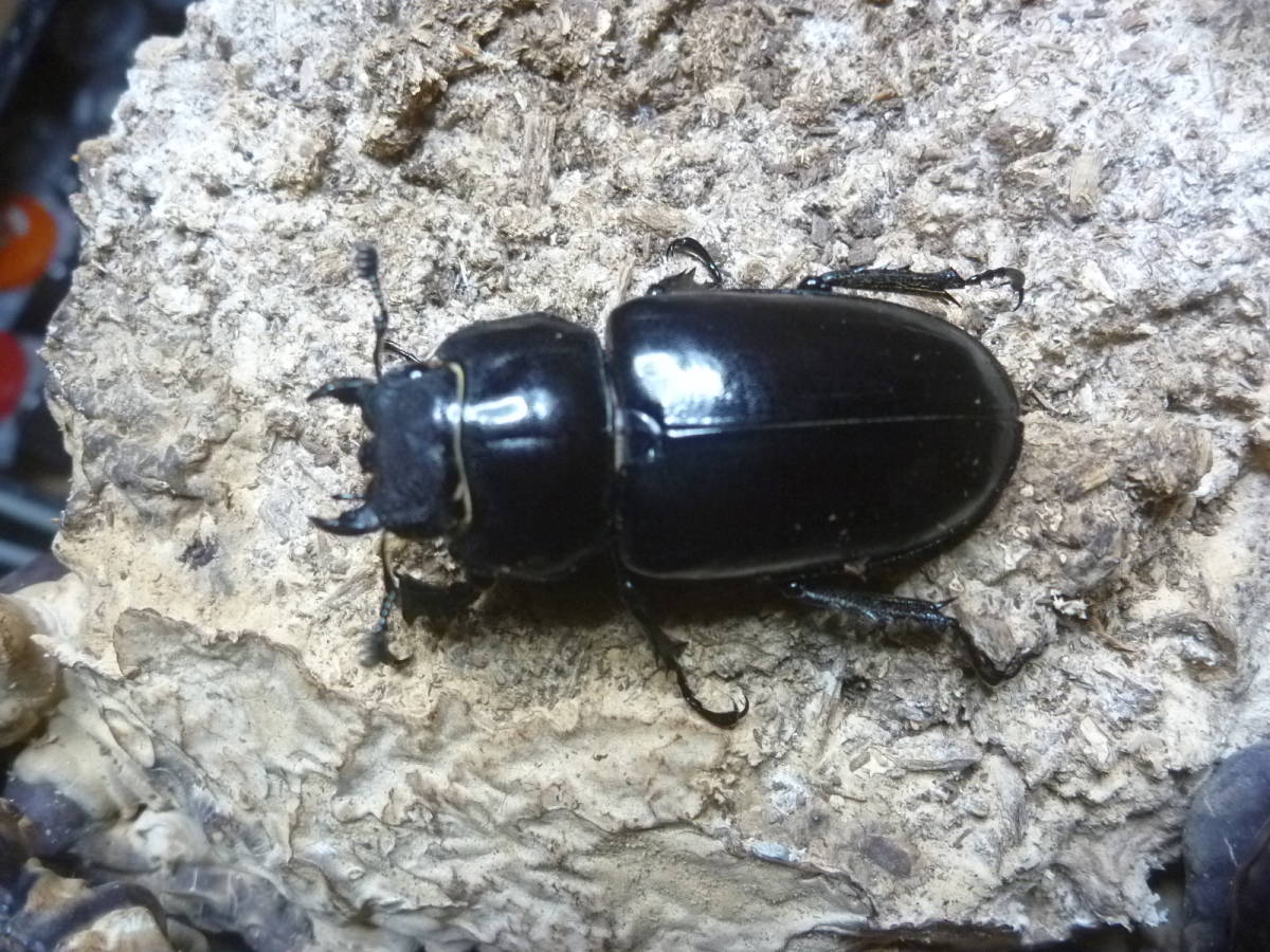 ユダイクスミヤマクワガタ（トルコ産）♂82mm♂72mm♀47mm