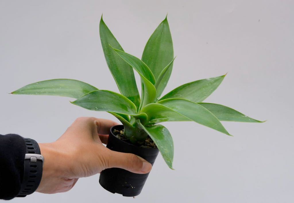 agave-isthmensis-kabutogani-v0-xoga76z07n4h1
