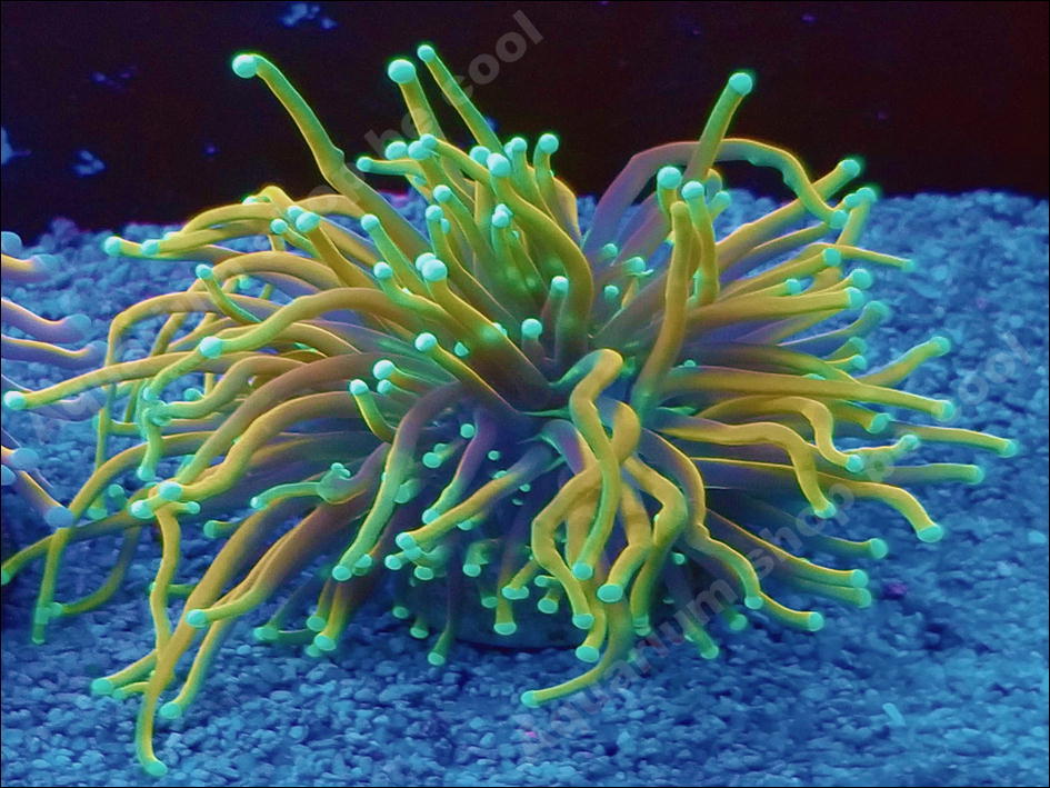 得価，新作 ビクール L４８ ツツマルハナサンゴ ８ｃｍ前後(海水魚)｜売買されたオークション情報、yahooの商品情報をアーカイブ公開 - オークファン 海水魚