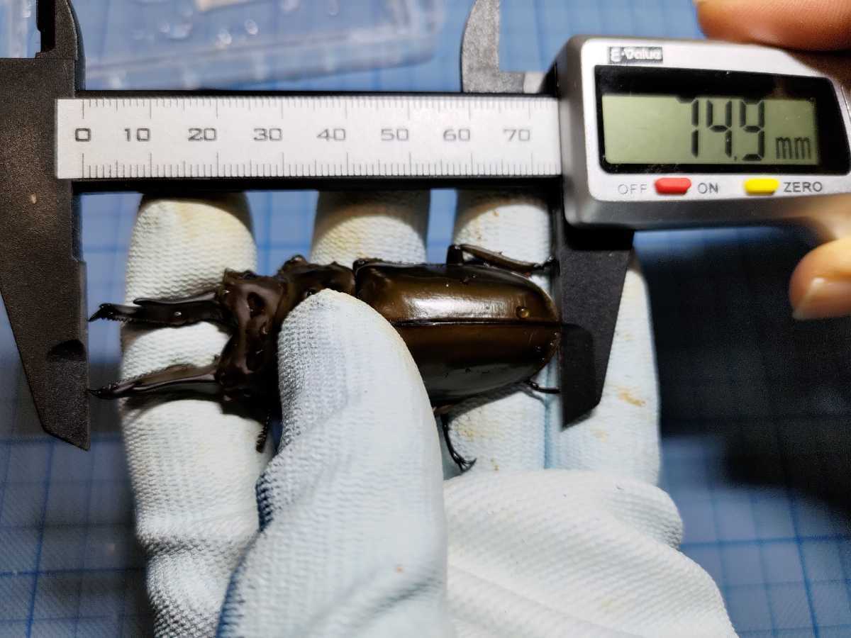 ババオウゴンオニ 新成虫 ペア（未使用/未後食） ババオウゴンオニ 