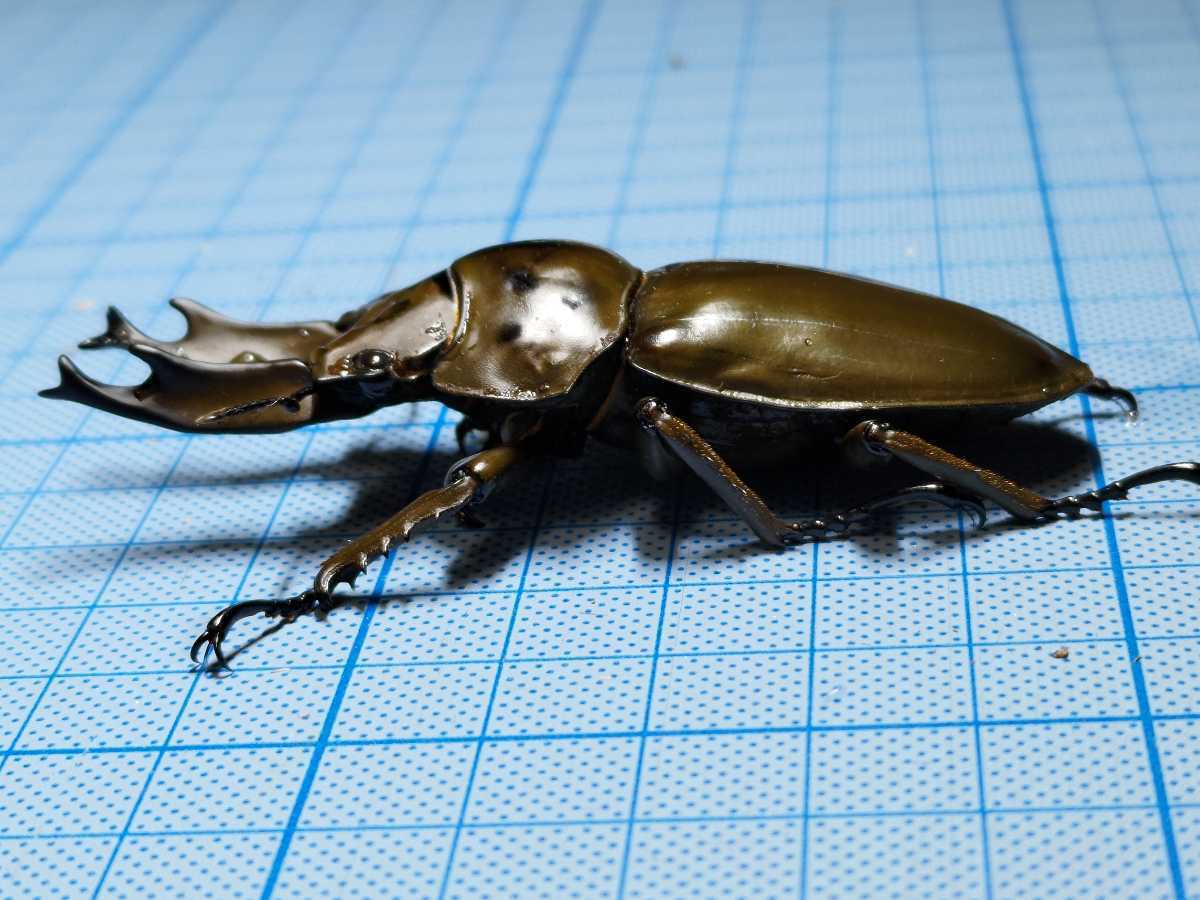ババオウゴンオニ 新成虫 ペア（未使用/未後食） ババオウゴンオニ 