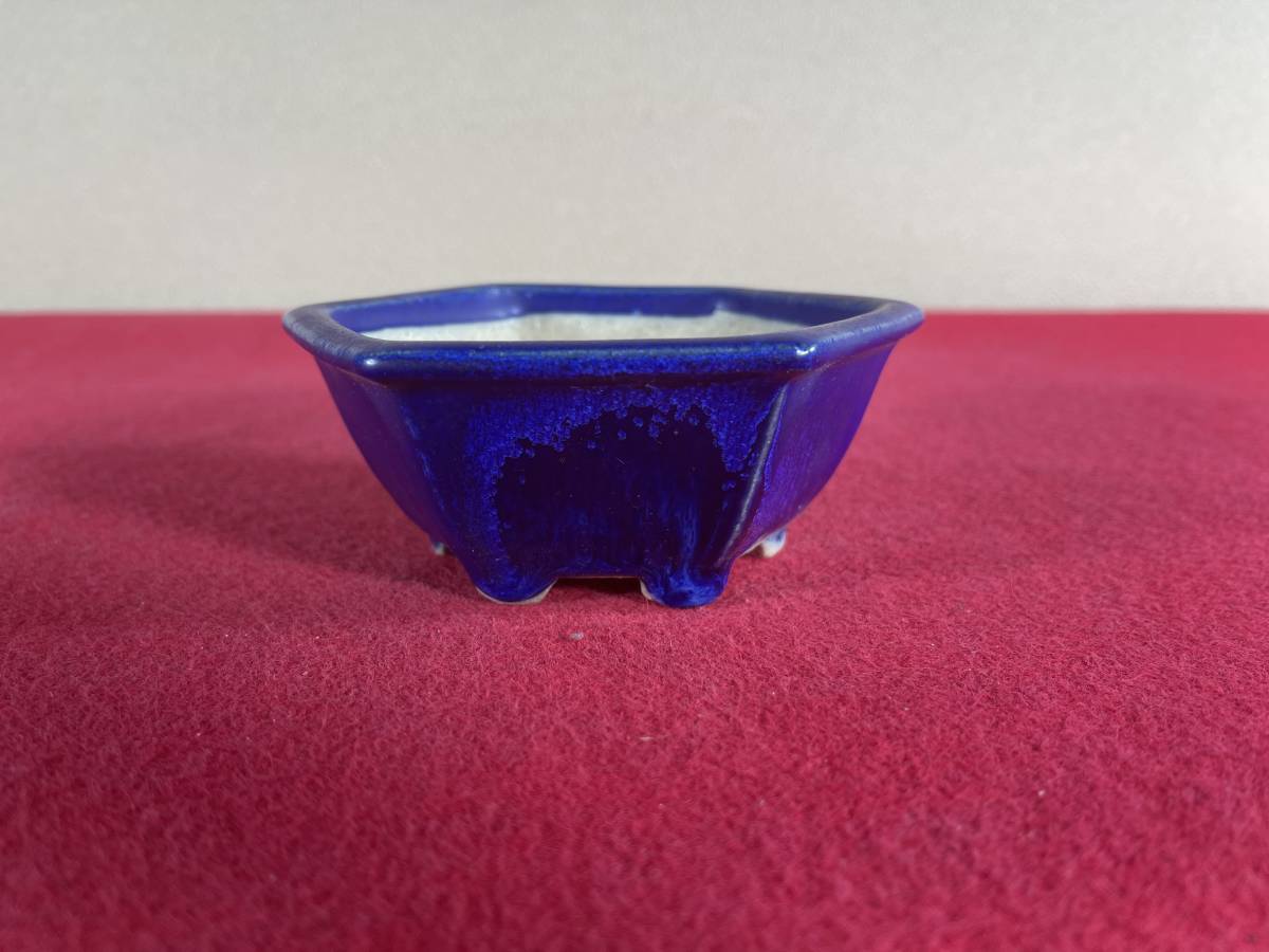 西雅】②鴻陽 盆栽 花、園芸 【公式通販】