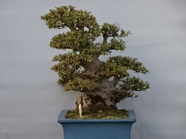 趣味のさつき】古花の人気品種の太物中品 「五 光」 樹高 45㎝ 幹回り