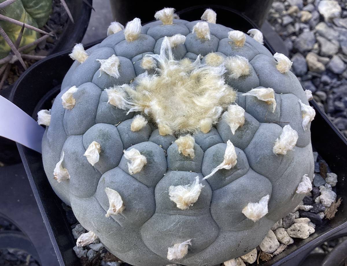 サボテン 多肉植物 Lophophora williamsii 実生 ロフォフォラ 観葉植物