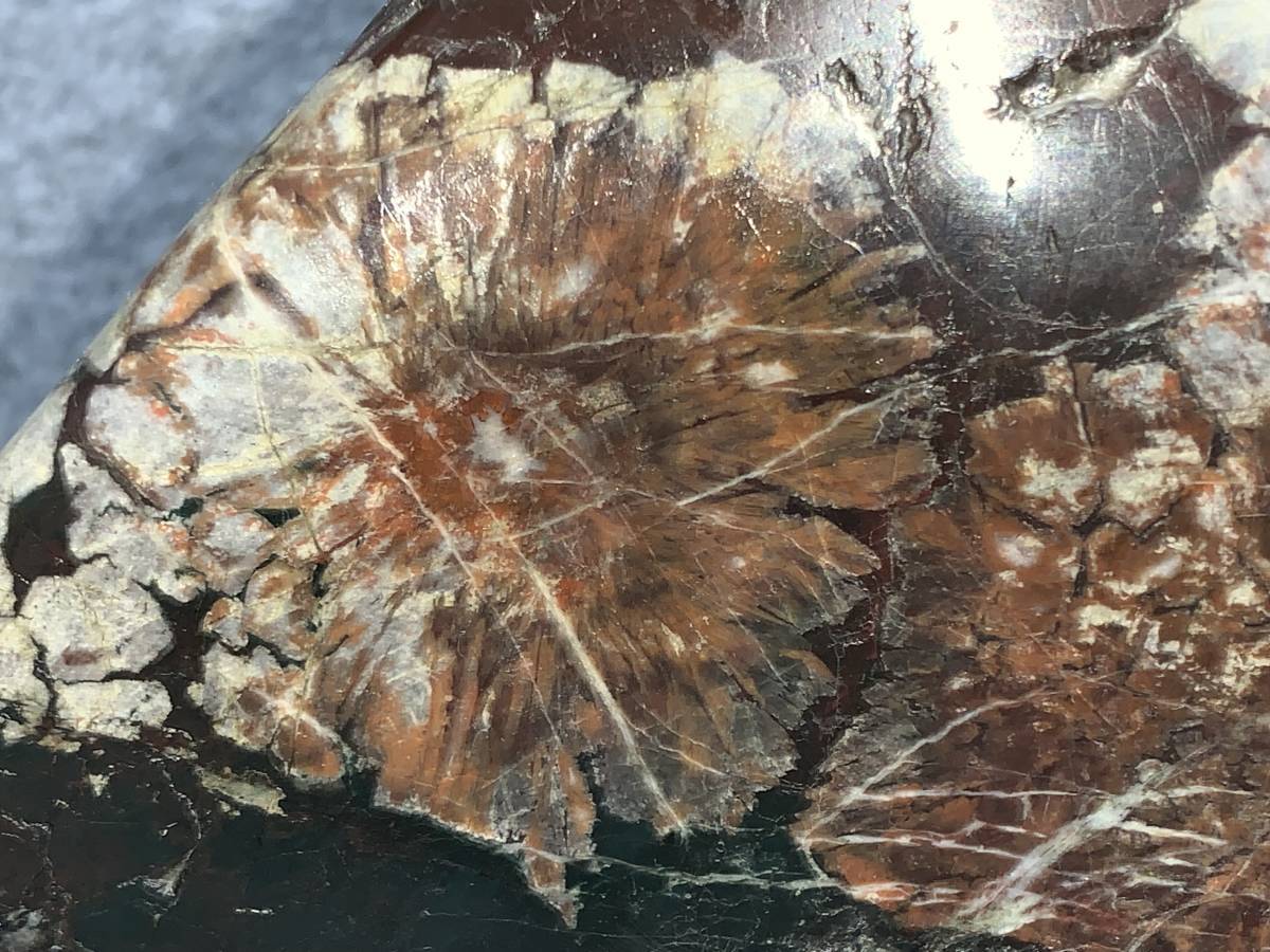 菊花石 根尾 約6.5kg　緑母岩に紅白花、白花、表７輪裏３輪 水石 盆石 鑑賞石 自然石 磨き石　紫檀台座