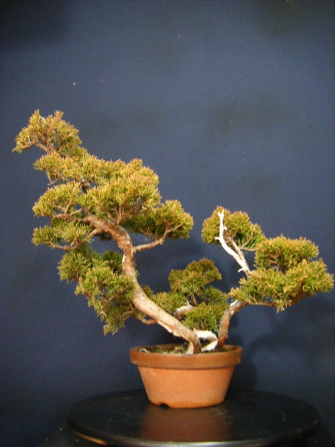 Yahoo!オークション - 糸魚川真柏＞貴風盆栽用素材“三幹模様木仕立て