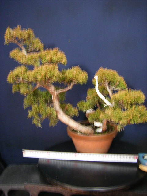 盆栽 糸魚川真柏 太幹 貴風サイズ-1 盆栽 糸魚川真柏 太幹 貴風サイズ-1